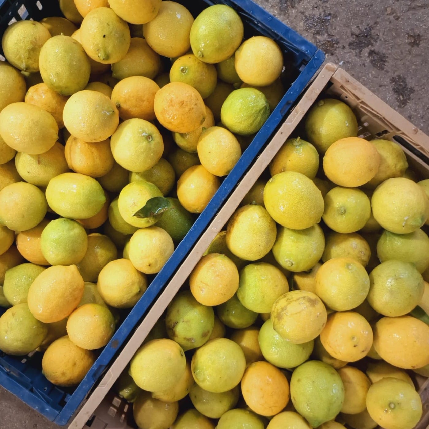 לימון וילה פרנקה