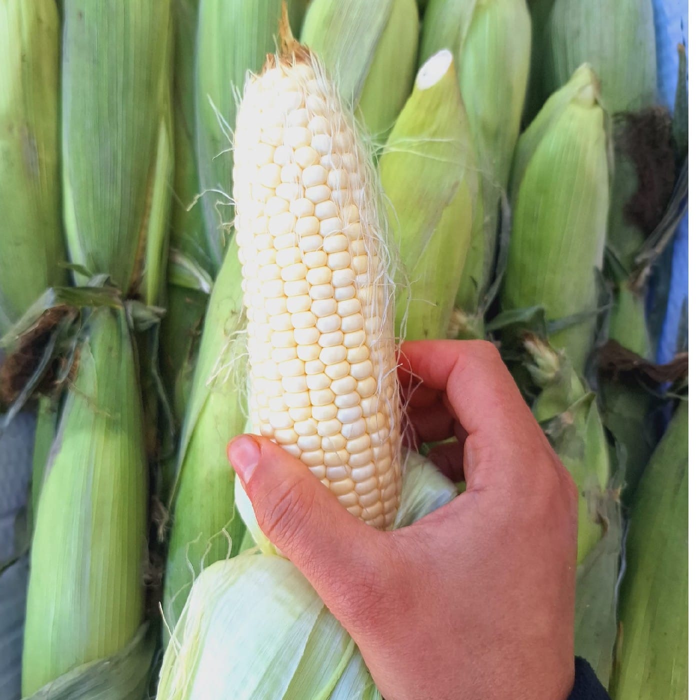 תירס לבן אורגני