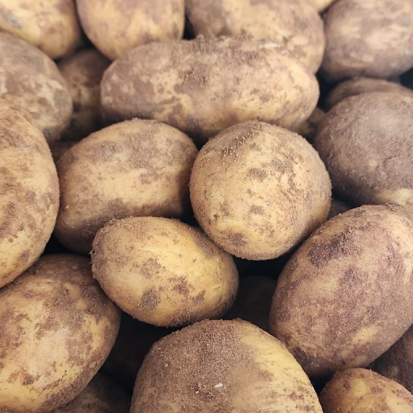 תפוח אדמה צהוב 