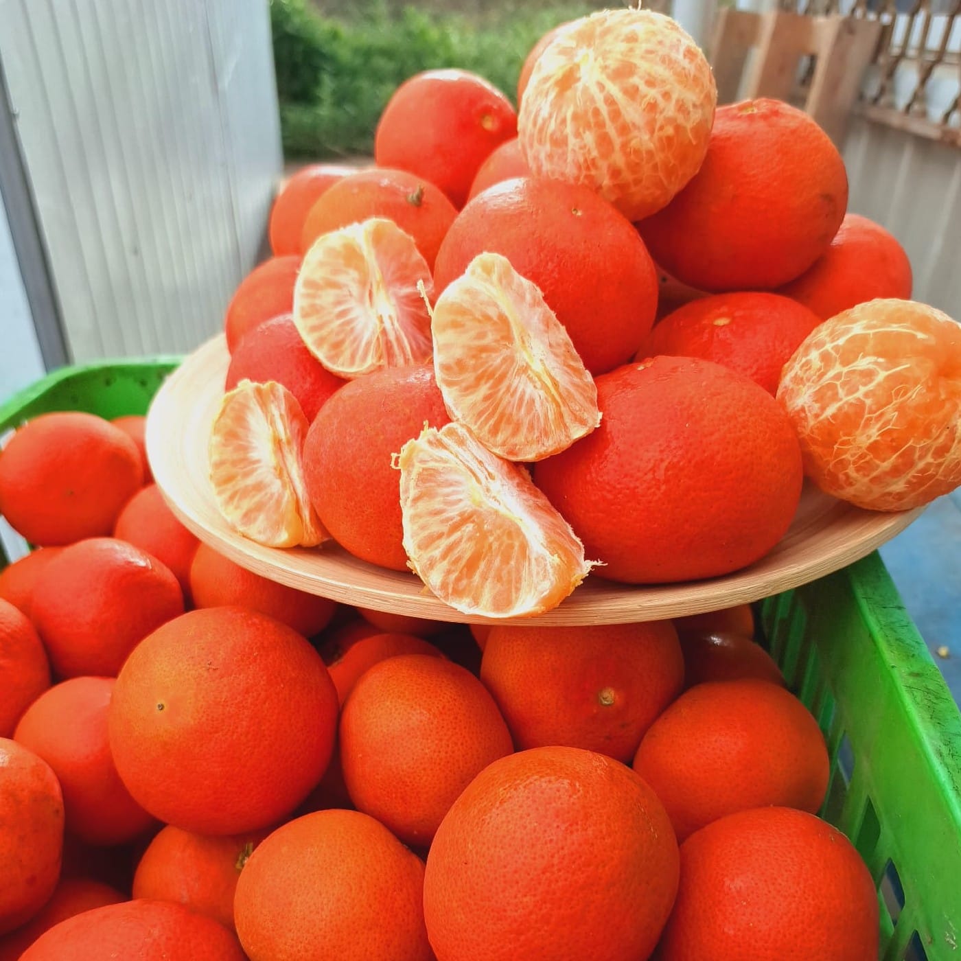 קלמנטינה זן 