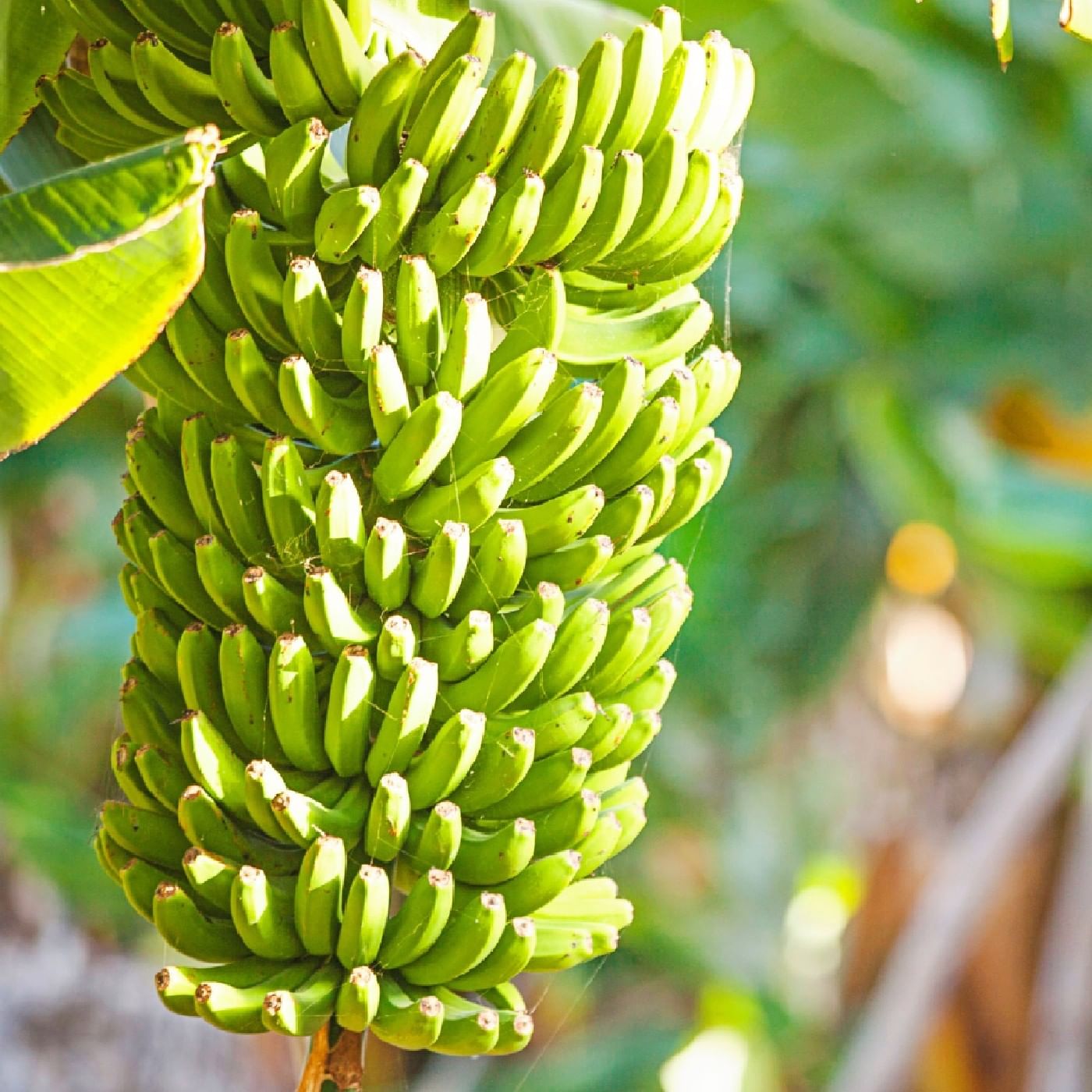 בננה אורגנית 10 ק