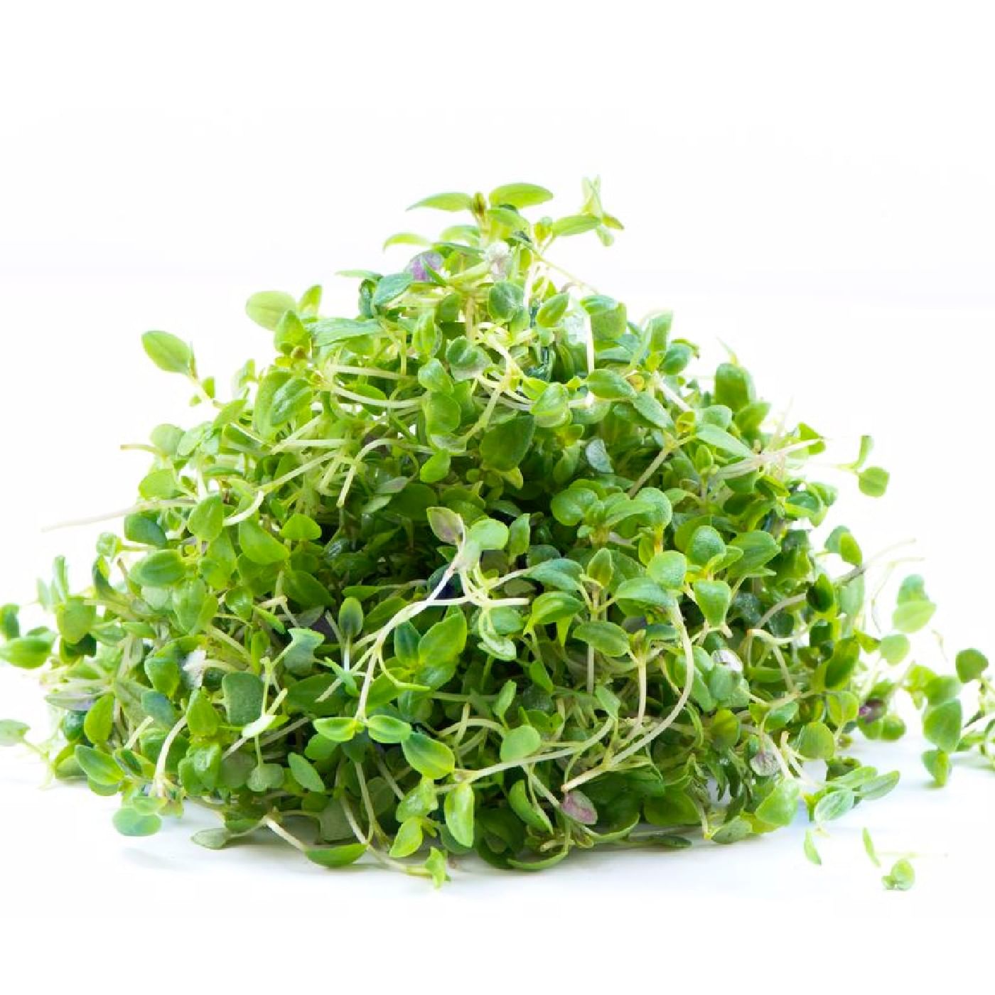 עלי מיקרו טימין מארז XL