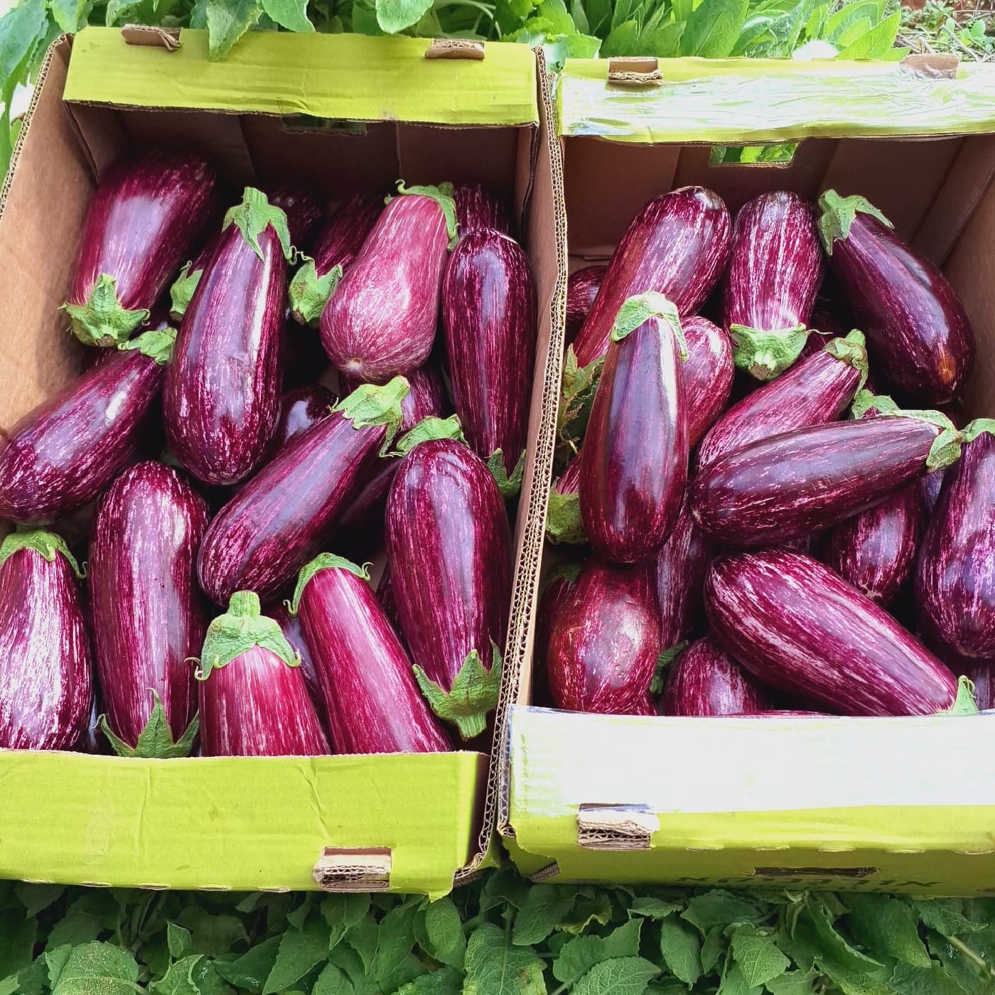 חציל זברה אורגני