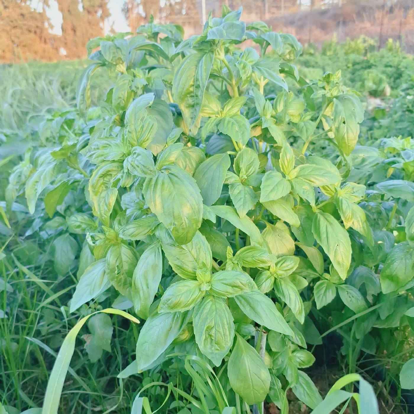 בזיליקום טרי אורגני