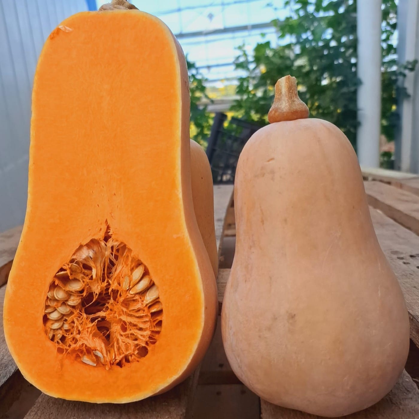 דלעת דלורית אורגנית