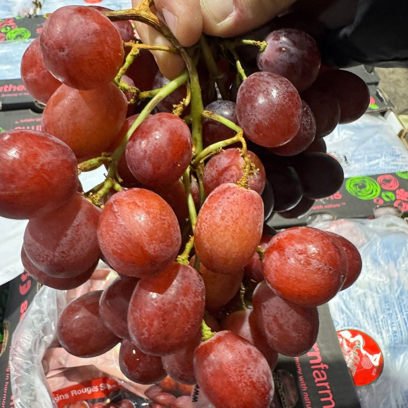 מארז ענבים אדומים 