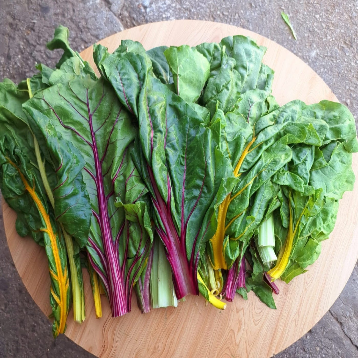 מנגולד צבעוני אורגני