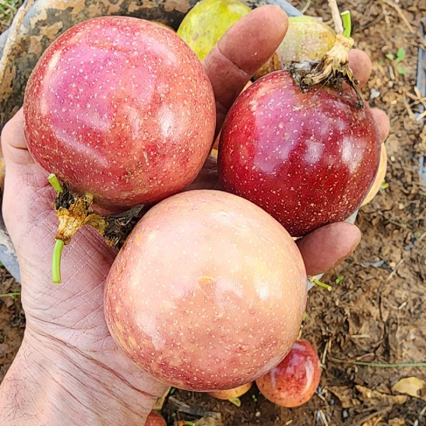 פסיפלורה אורגנית מארז