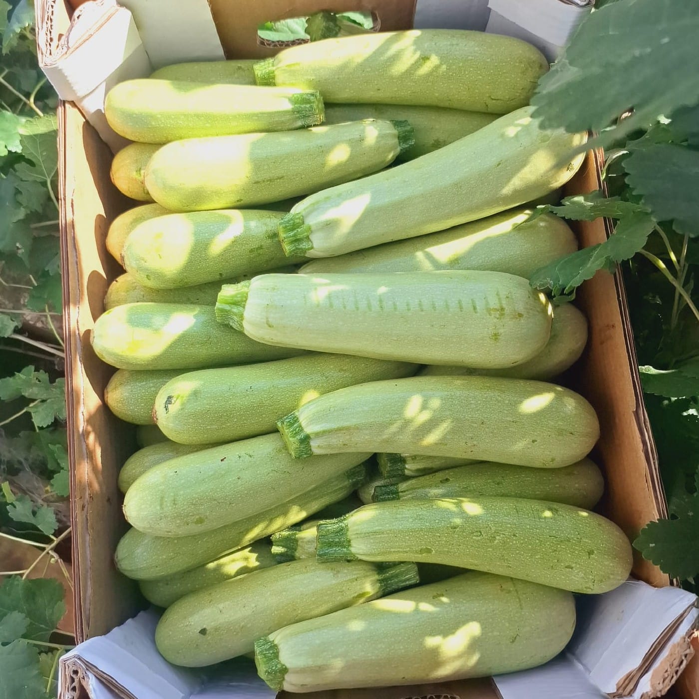 קישוא בהיר אורגני