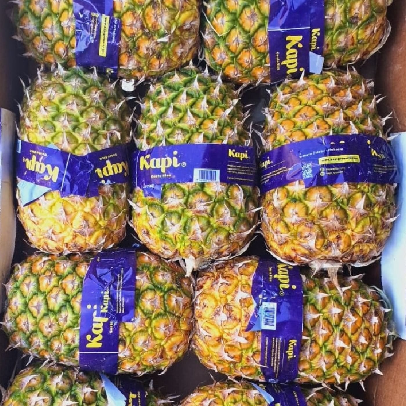 אננס ענק - קאפי