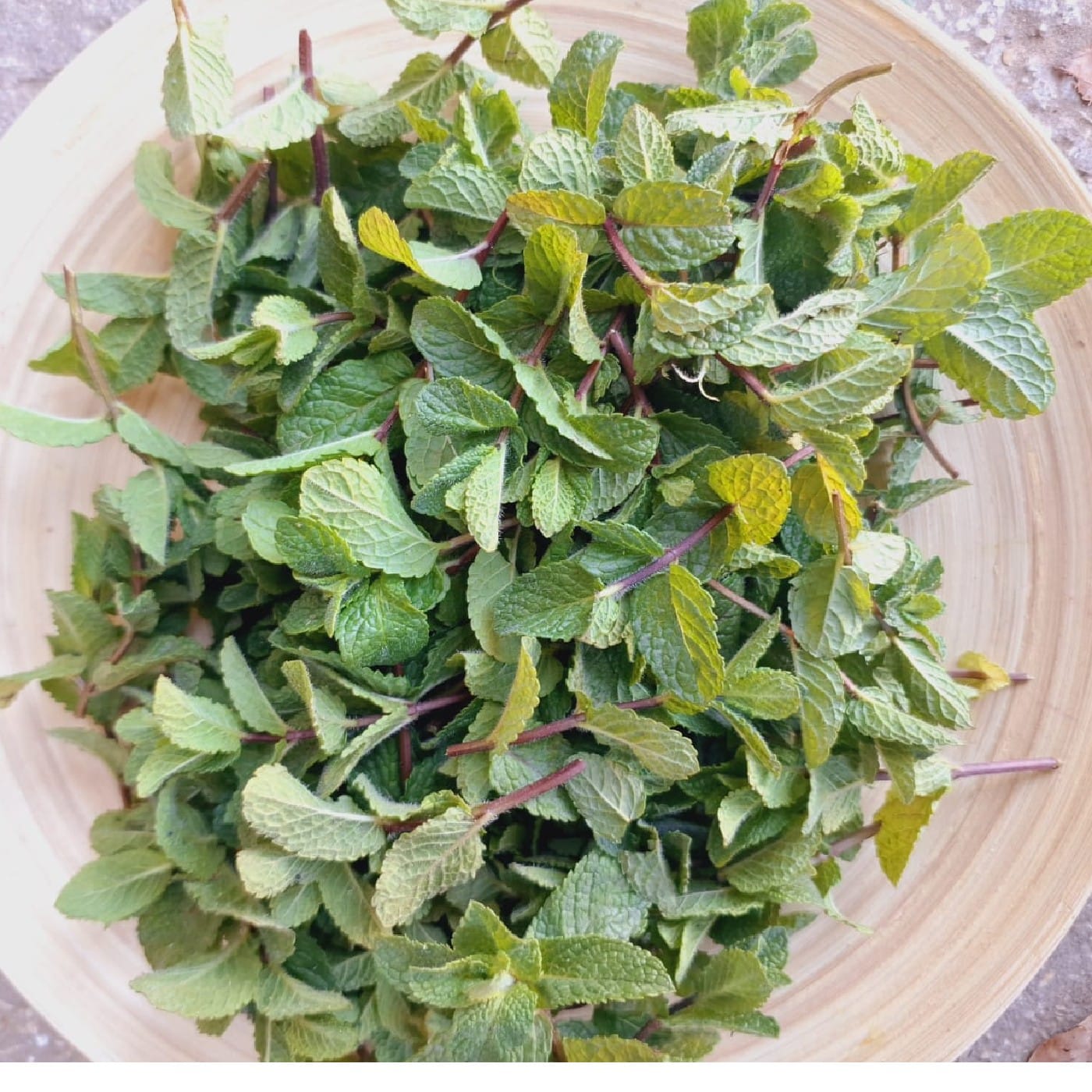 נענע אורגנית מארז