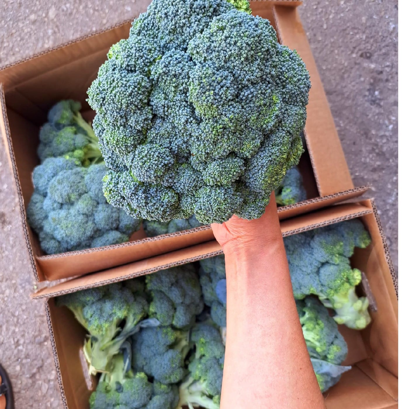 ברוקולי אורגני