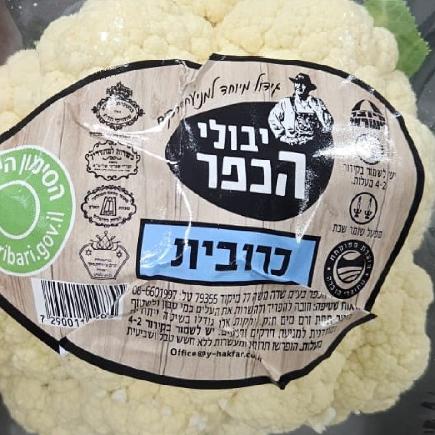כרובית ראש מהדרין