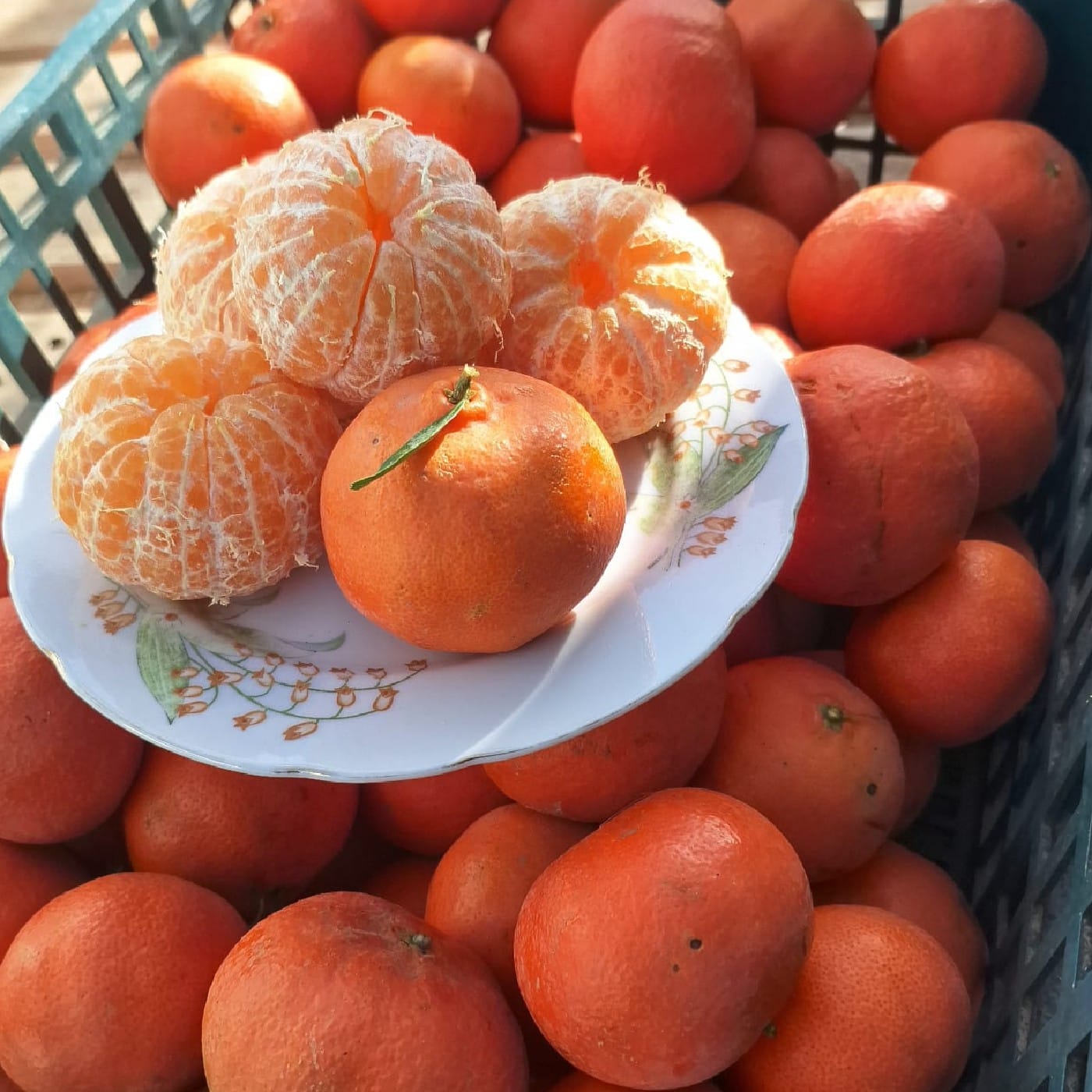 קלמנטינה זן 