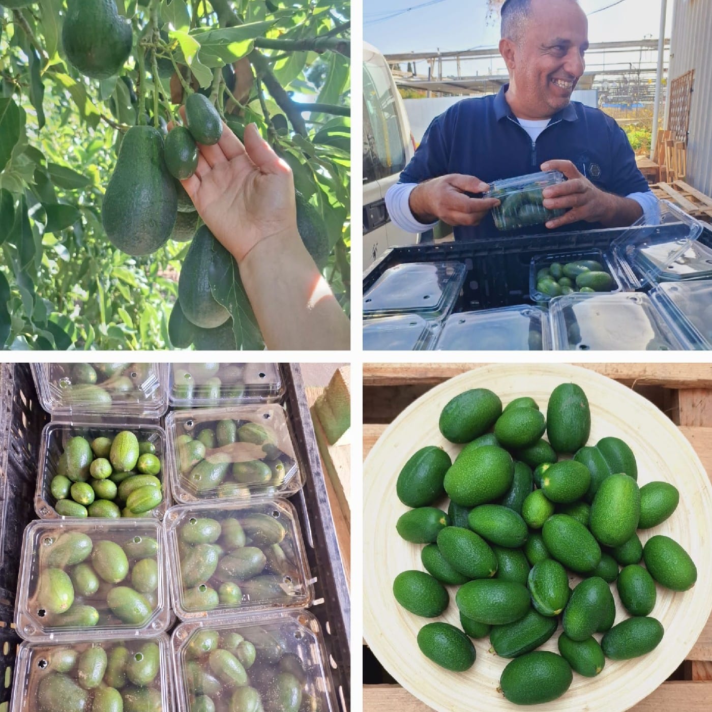 אבוקדו בייבי