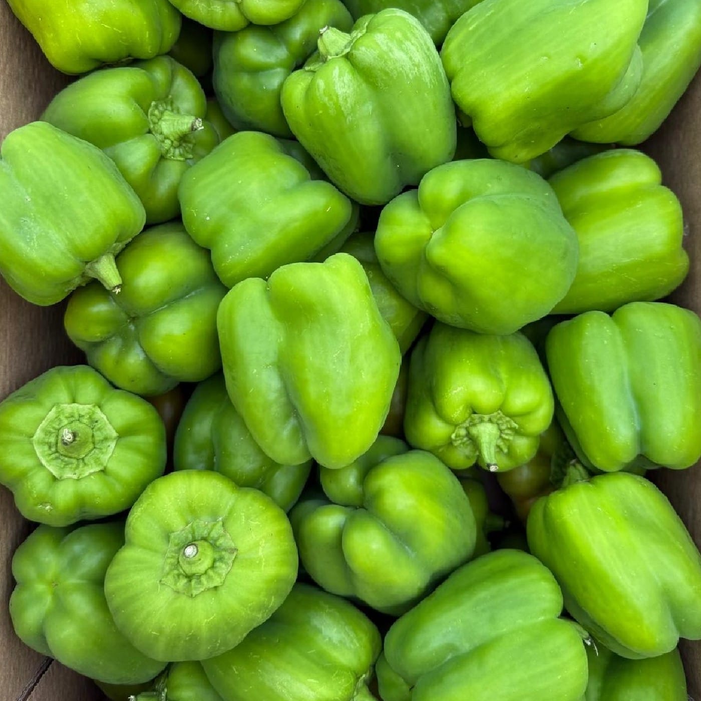 פלפל ירוק אורגני