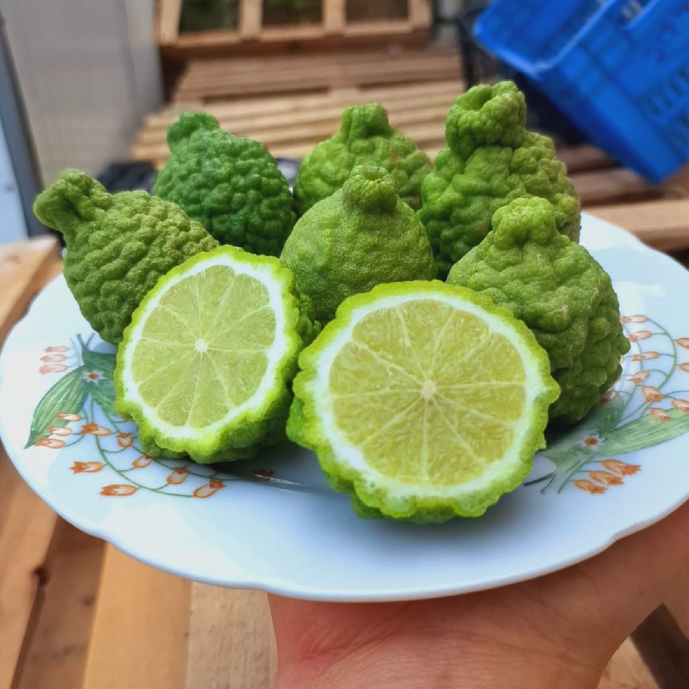 קפיר ליים מארז