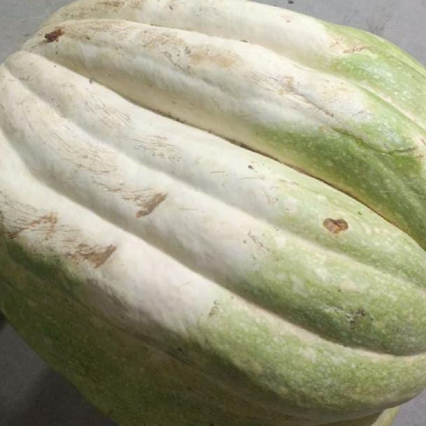 דלעת טריפולי אורגנית