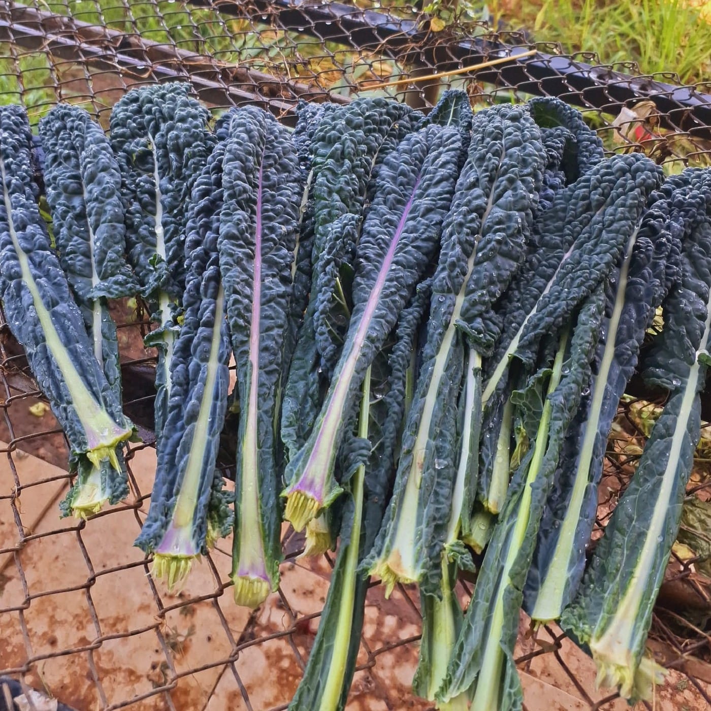 קייל דינוזאור אורגני