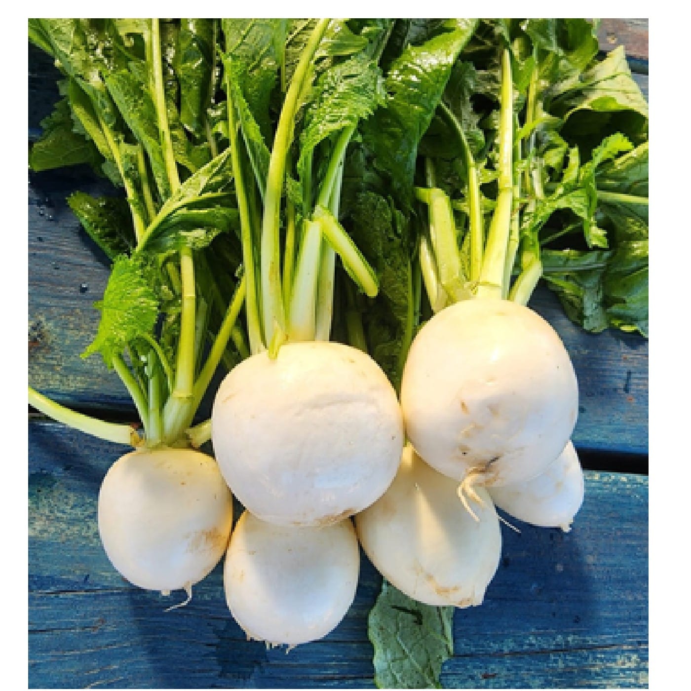 צרור לפת לבנה מתוקה עם עלים אורגנית